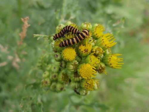 Cinnabar Moth Caterpillars